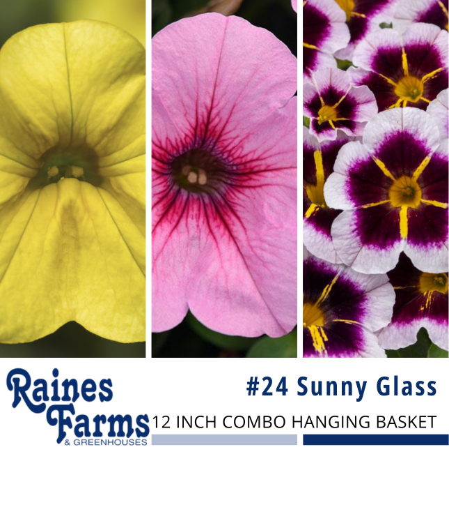 #24: Sunny Glass 12 Inch Combo Hanging Basket